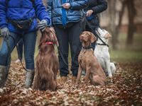 Schulhundeteams und Therapiebegleithundeteams - Ausbildung bei Familiehund-Bavaria