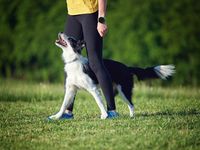 Familienhund-Bavaria bietet Familienhundeausbildung und Problemhundeberatung